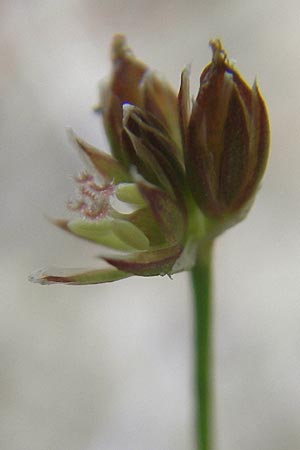 Juncus bulbosus \ Zwiebel-Binse / Bulbous Rush, D Hanhofen 25.7.2011