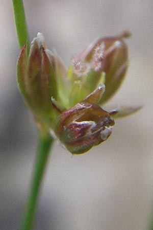 Juncus bulbosus \ Zwiebel-Binse / Bulbous Rush, D Hanhofen 25.7.2011