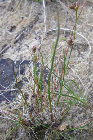 Juncus bulbosus \ Zwiebel-Binse / Bulbous Rush, D Hanhofen 25.7.2011