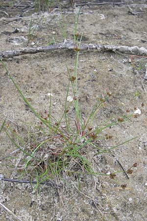 Juncus bulbosus \ Zwiebel-Binse / Bulbous Rush, D Hanhofen 25.7.2011