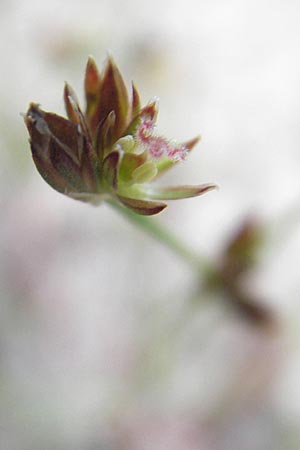 Juncus bulbosus \ Zwiebel-Binse / Bulbous Rush, D Hanhofen 25.7.2011