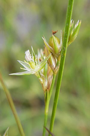Juncus tenuis \ Zarte Binse / Slender Rush, D Frankfurt-Louisa 14.7.2012