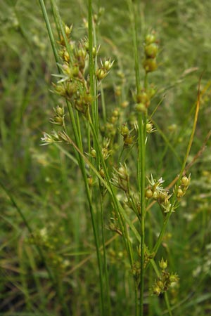 Juncus tenuis \ Zarte Binse / Slender Rush, D Frankfurt-Louisa 14.7.2012