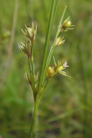 Juncus tenuis \ Zarte Binse / Slender Rush, D Frankfurt-Louisa 14.7.2012