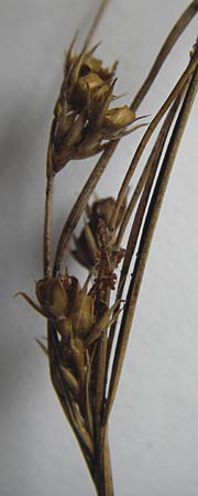 Juncus tenuis \ Zarte Binse / Slender Rush, D Odenwald, Erbach 2.10.2012