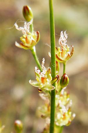 Juncus compressus \ Zusammengedrckte Binse / Round-Fruited Rush, D Bobenheim-Roxheim 3.6.2014