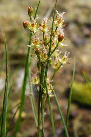 Juncus compressus \ Zusammengedrckte Binse / Round-Fruited Rush, D Bobenheim-Roxheim 3.6.2014