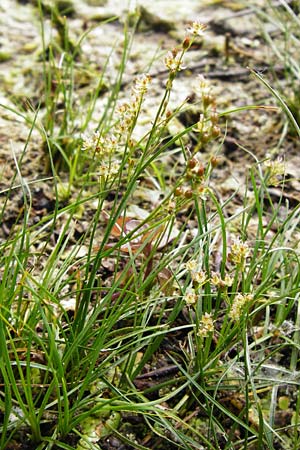 Juncus compressus \ Zusammengedrckte Binse / Round-Fruited Rush, D Bobenheim-Roxheim 3.6.2014