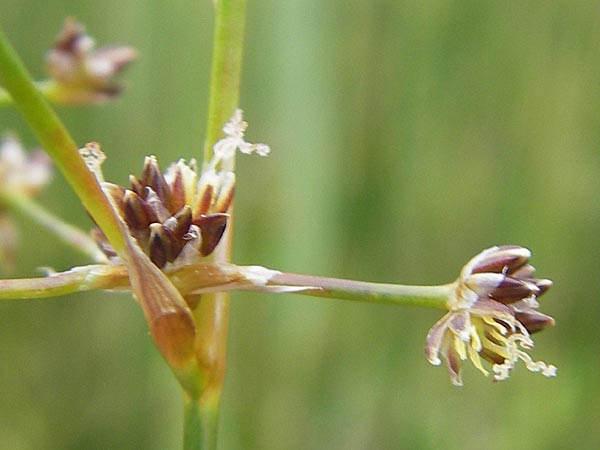 Juncus subnodulosus \ Kalk-Binse, Stumpfbltige Binse / Blunt-Flowered Rush, D Murnau 20.6.2011