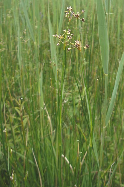Juncus subnodulosus \ Kalk-Binse, Stumpfbltige Binse / Blunt-Flowered Rush, D Murnau 20.6.2011