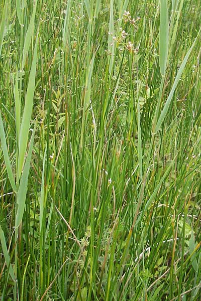 Juncus subnodulosus \ Kalk-Binse, Stumpfbltige Binse / Blunt-Flowered Rush, D Murnau 20.6.2011
