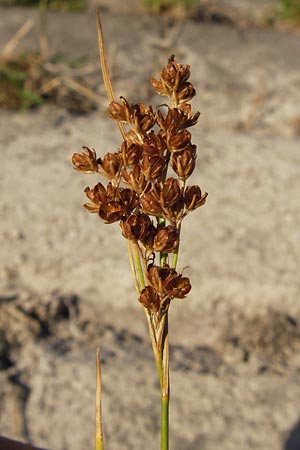 Juncus compressus \ Zusammengedrckte Binse / Round-Fruited Rush, D Mannheim 27.8.2012