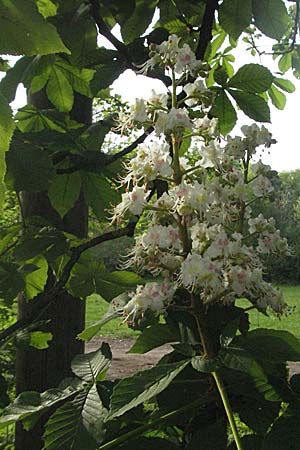 Aesculus hippocastanum \ Ross-Kastanie / Horse Chestnut, D Ketsch 4.5.2006