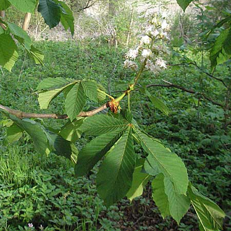 Aesculus hippocastanum \ Ross-Kastanie / Horse Chestnut, D Ketsch 4.5.2006