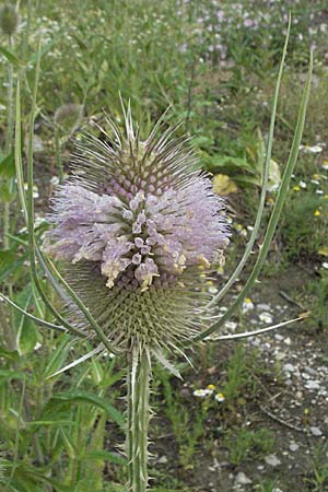 Dipsacus fullonum \ Wilde Karde / Wild Teasel, D Mannheim 7.7.2006