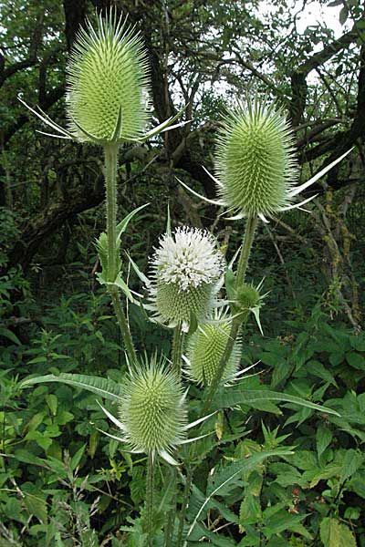 Dipsacus laciniatus \ Schlitzblttrige Karde / Cut-Leaved Teasel, D Waghäusel 8.7.2006
