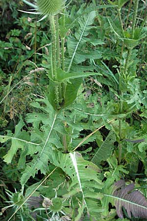 Dipsacus laciniatus \ Schlitzblttrige Karde / Cut-Leaved Teasel, D Waghäusel 8.7.2006