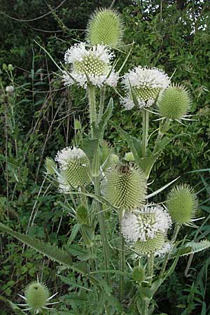 Dipsacus laciniatus \ Schlitzblttrige Karde / Cut-Leaved Teasel, D Waghäusel 8.7.2006