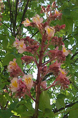 Aesculus hippocastanum x pavia \ Rote Ross-Kastanie, Scharlach-Kastanie / Red Horse Chestnut, D Ketsch 22.4.2007