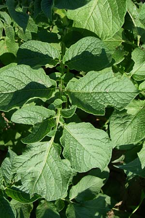 Solanum tuberosum \ Kartoffel / Potato, D Lampertheim 10.6.2008