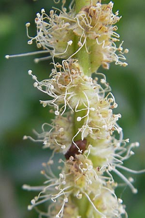 Castanea sativa \ Edel-Kastanie, Ess-Kastanie / Sweet Chestnut, D Bruchsal 21.6.2009