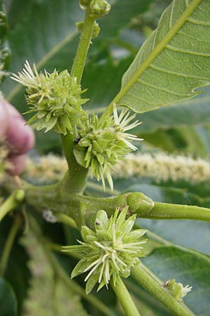 Castanea sativa \ Edel-Kastanie, Ess-Kastanie / Sweet Chestnut, D Bruchsal 21.6.2009