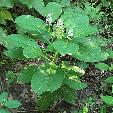 Phytolacca esculenta \ Indische Kermesbeere, Essbare Kermesbeere / Pokeweed, D Weinheim an der Bergstraße 10.7.2006