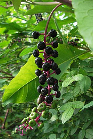 Phytolacca americana \ Amerikanische Kermesbeere / Pokeberry, D St. Leon - Rot 23.9.2006