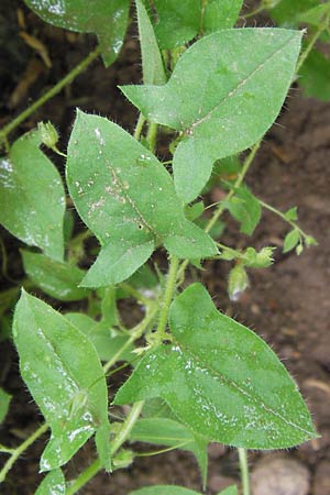 Kickxia elatine \ Spieblttriges Tnnel-Leinkraut / Sharp-Leaved Fluellen, D Kehl 28.7.2012