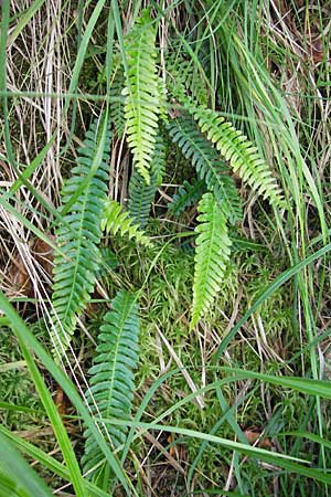 Blechnum spicant \ Gewhnlicher Rippenfarn / Hard Fern, D Bad Dürkheim 19.7.2009