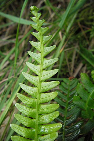 Blechnum spicant \ Gewhnlicher Rippenfarn / Hard Fern, D Bad Dürkheim 19.7.2009