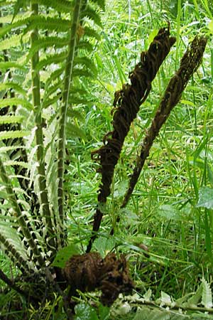 Matteuccia struthiopteris \ Strau-Farn / Ostrich Fern, D Odenwald, Langenthal 1.6.2011