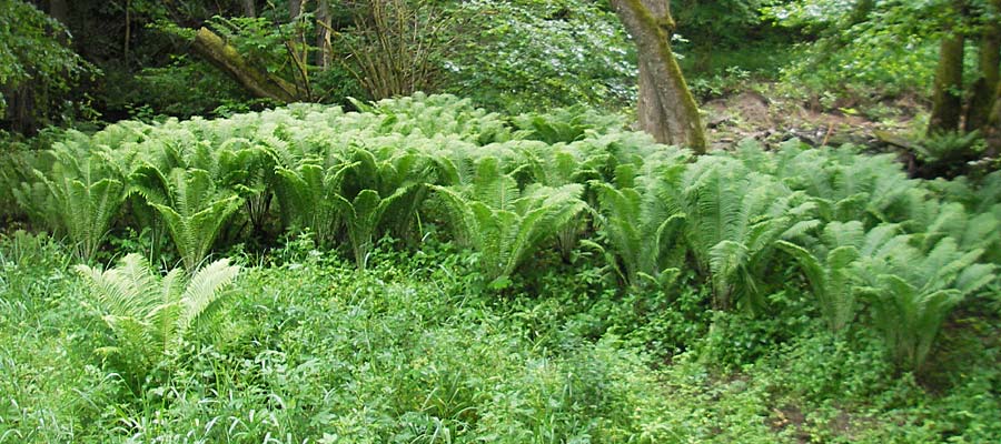 Matteuccia struthiopteris \ Strau-Farn / Ostrich Fern, D Odenwald, Langenthal 1.6.2011