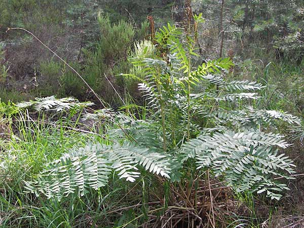 Osmunda regalis \ Knigs-Farn / Royal Fern, D Bad Dürkheim 29.7.2012