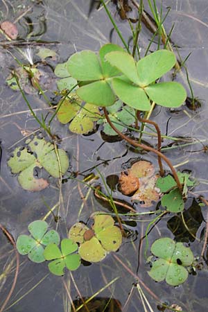 Marsilea quadrifolia \ Klee-Farn / Four-Leaf Clover, Shamrock Plant, D Wetter 7.9.2013