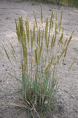 Koeleria glauca, Blaugrünes Schillergras