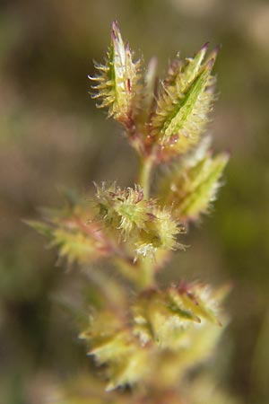 Tragus racemosus \ Traubiges Klettengras / Spike Burr Grass, D Mannheim 21.9.2013