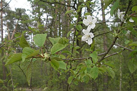 Prunus avium subsp. avium \ Vogel-Kirsche, Wild-Kirsche / Wild Cherry, D Mannheim 26.4.2006