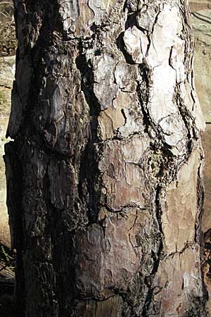 Pinus sylvestris \ Wald-Kiefer, Fhre / Scot's Pine, D Bad Dürkheim 4.2.2007