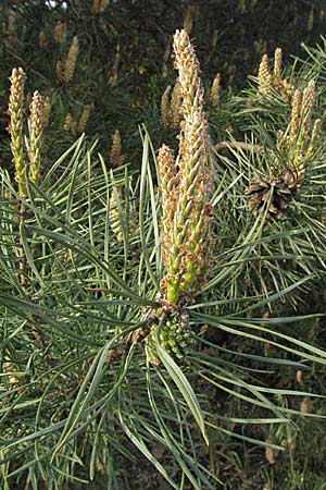 Pinus sylvestris \ Wald-Kiefer, Fhre / Scot's Pine, D Sandhausen 23.4.2007