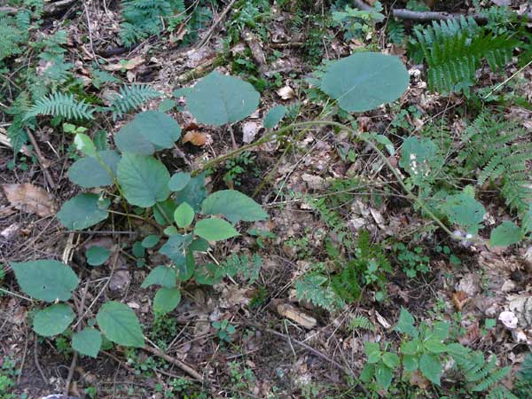 Actinidia chinensis var. deliciosa \ Kiwi, Chinesischer Strahlengriffel / Kiwi Fruit, Chinese Gooseberry, D Heidelberg 2.10.2012