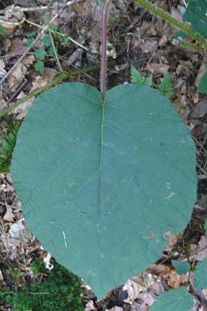 Actinidia chinensis var. deliciosa \ Kiwi, Chinesischer Strahlengriffel / Kiwi Fruit, Chinese Gooseberry, D Heidelberg 2.10.2012