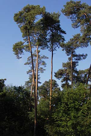 Pinus sylvestris \ Wald-Kiefer, Fhre / Scot's Pine, D Büttelborn 22.9.2012