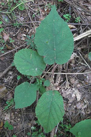 Actinidia chinensis var. deliciosa \ Kiwi, Chinesischer Strahlengriffel / Kiwi Fruit, Chinese Gooseberry, D Heidelberg 2.10.2012