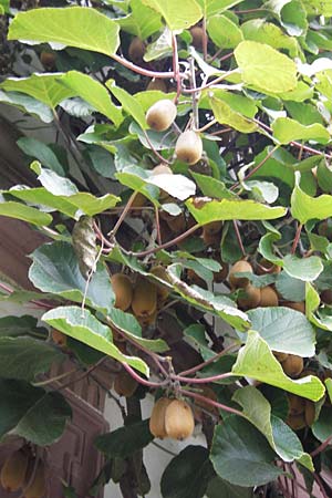 Actinidia chinensis var. deliciosa \ Kiwi, Chinesischer Strahlengriffel / Kiwi Fruit, Chinese Gooseberry, D Weinheim an der Bergstra&szlig;e, Botan. Gar.  Hermannshof 18.10.2012
