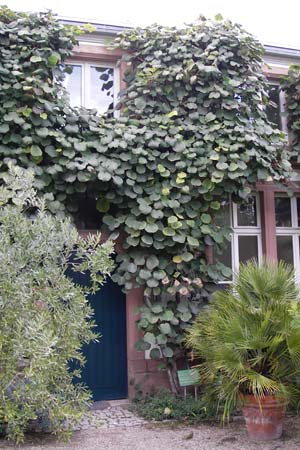 Actinidia chinensis var. deliciosa \ Kiwi, Chinesischer Strahlengriffel / Kiwi Fruit, Chinese Gooseberry, D Weinheim an der Bergstra&szlig;e, Botan. Gar.  Hermannshof 18.10.2012