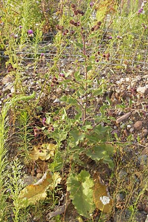Arctium minus \ Kleine Klette / Lesser Burdock, D Heidelberg 21.7.2012