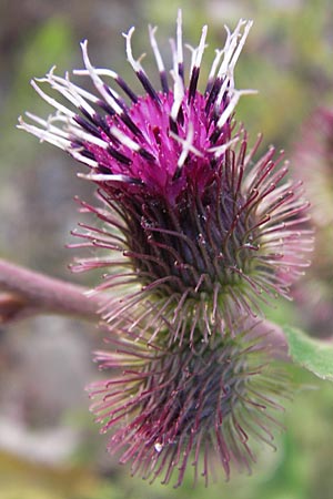 Arctium minus \ Kleine Klette / Lesser Burdock, D Heidelberg 21.7.2012