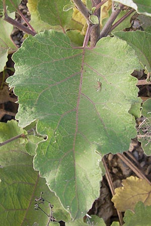 Arctium minus \ Kleine Klette / Lesser Burdock, D Heidelberg 21.7.2012