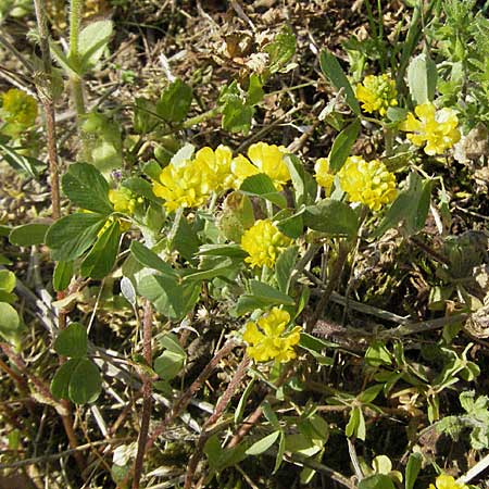 Trifolium dubium \ Faden-Klee, Zweifelhafter Klee / Lesser Hop Clover, D Bruchsal 7.5.2006
